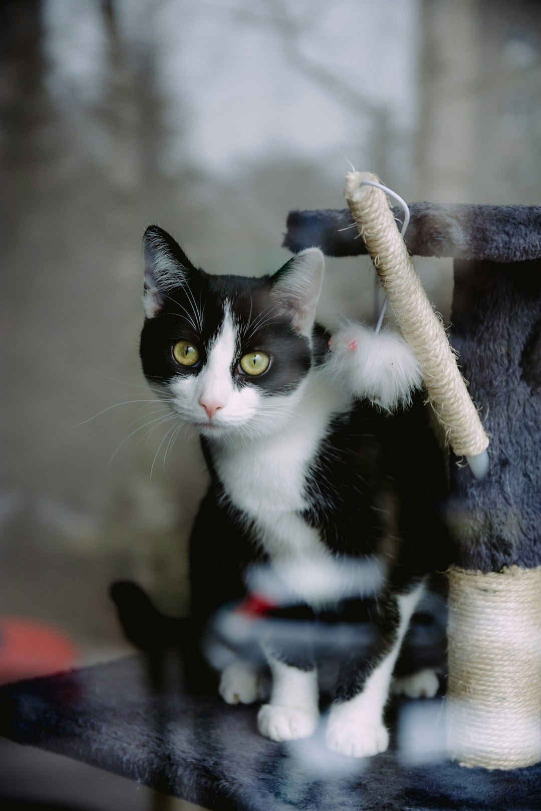 The Best Outdoor Cat House: Providing Safe Shelter for Your Feline