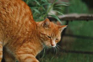 The Best Rated Wet Cat Food: Top Picks for Taste and Nutrition