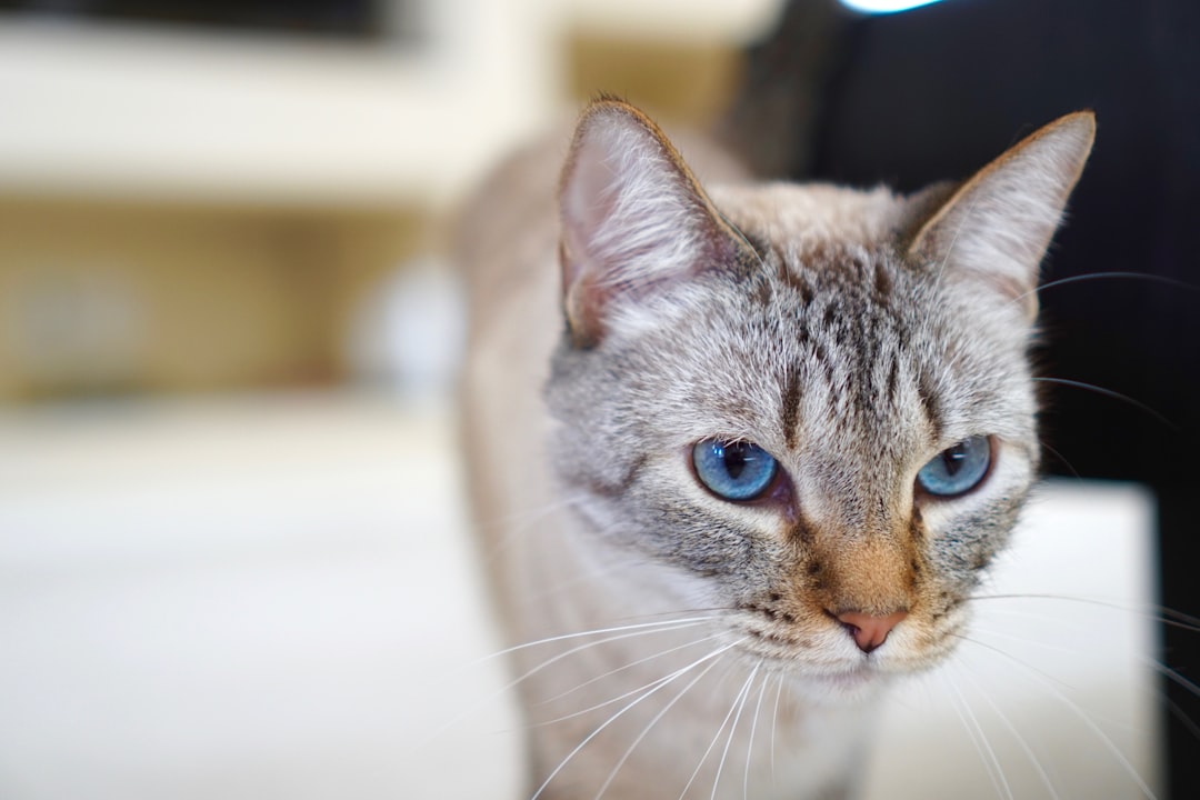 The Best Wet Cat Food for Kittens: Nutritional Needs for Young Felines