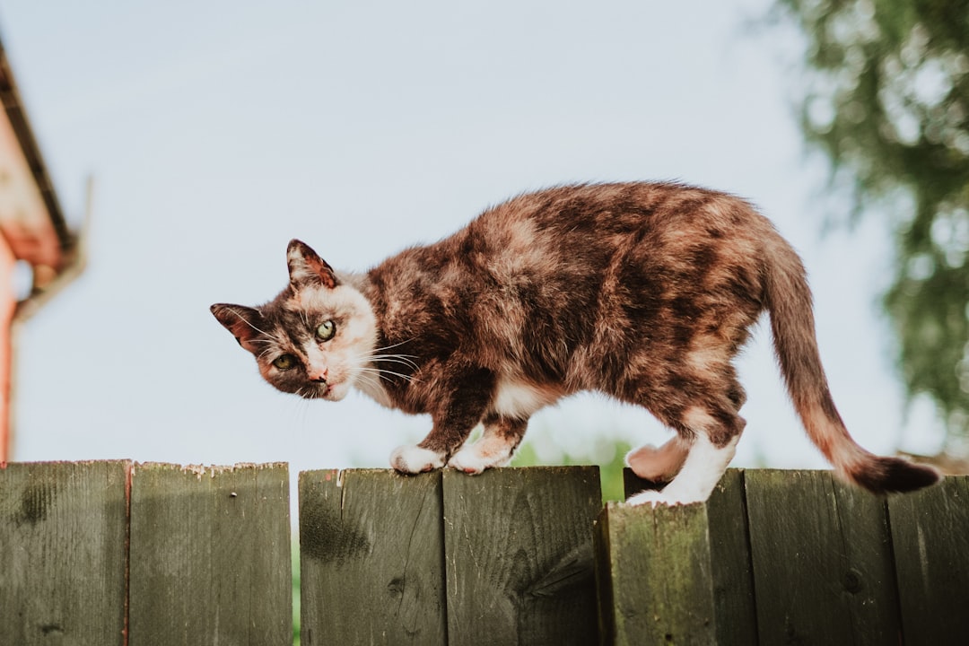 The Black Ragdoll Cat: A Comprehensive Guide to This Gorgeous Breed