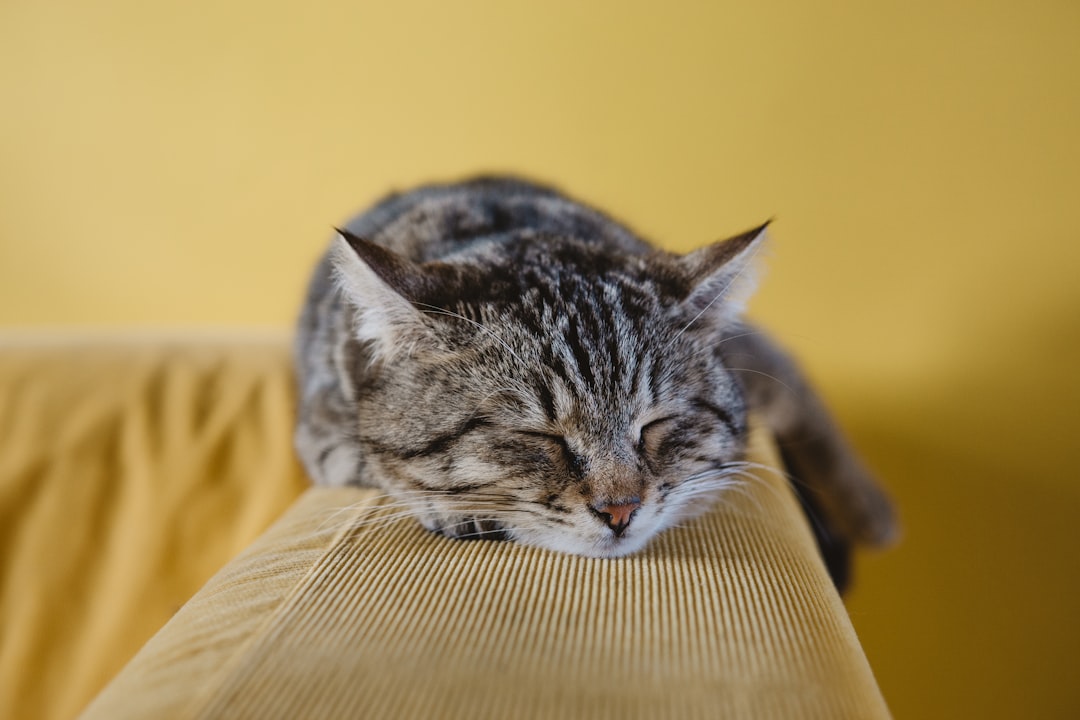 British Longhair Cat