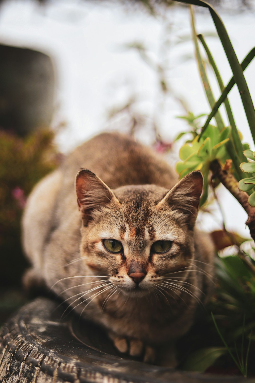 brown kitten