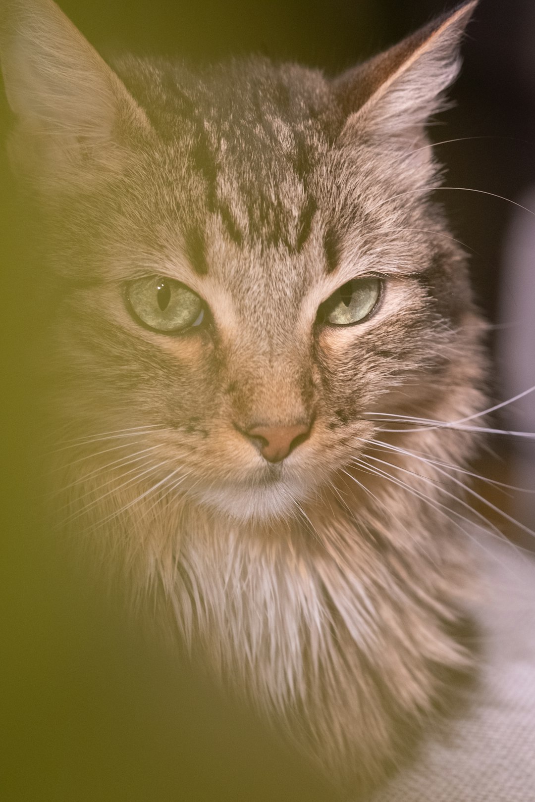 calico maine coon