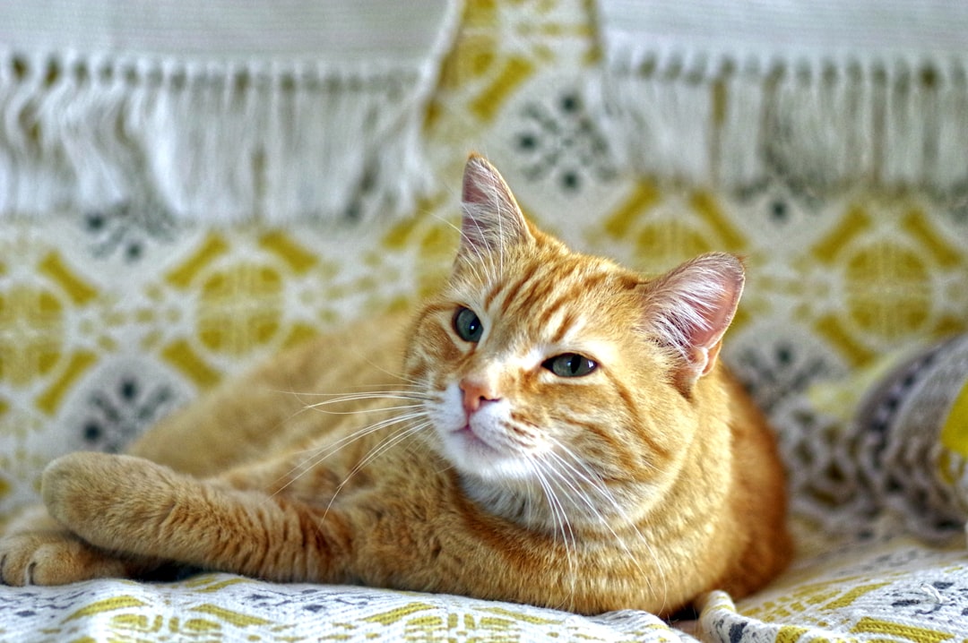 Curly haired cat