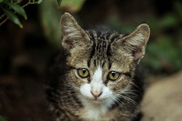 The Geo Kitten: Exploring This Unique Feline Variation