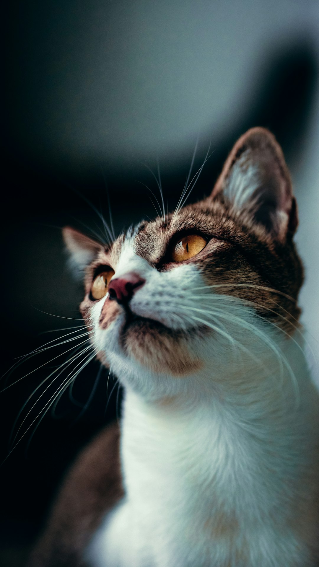 grey maine coon