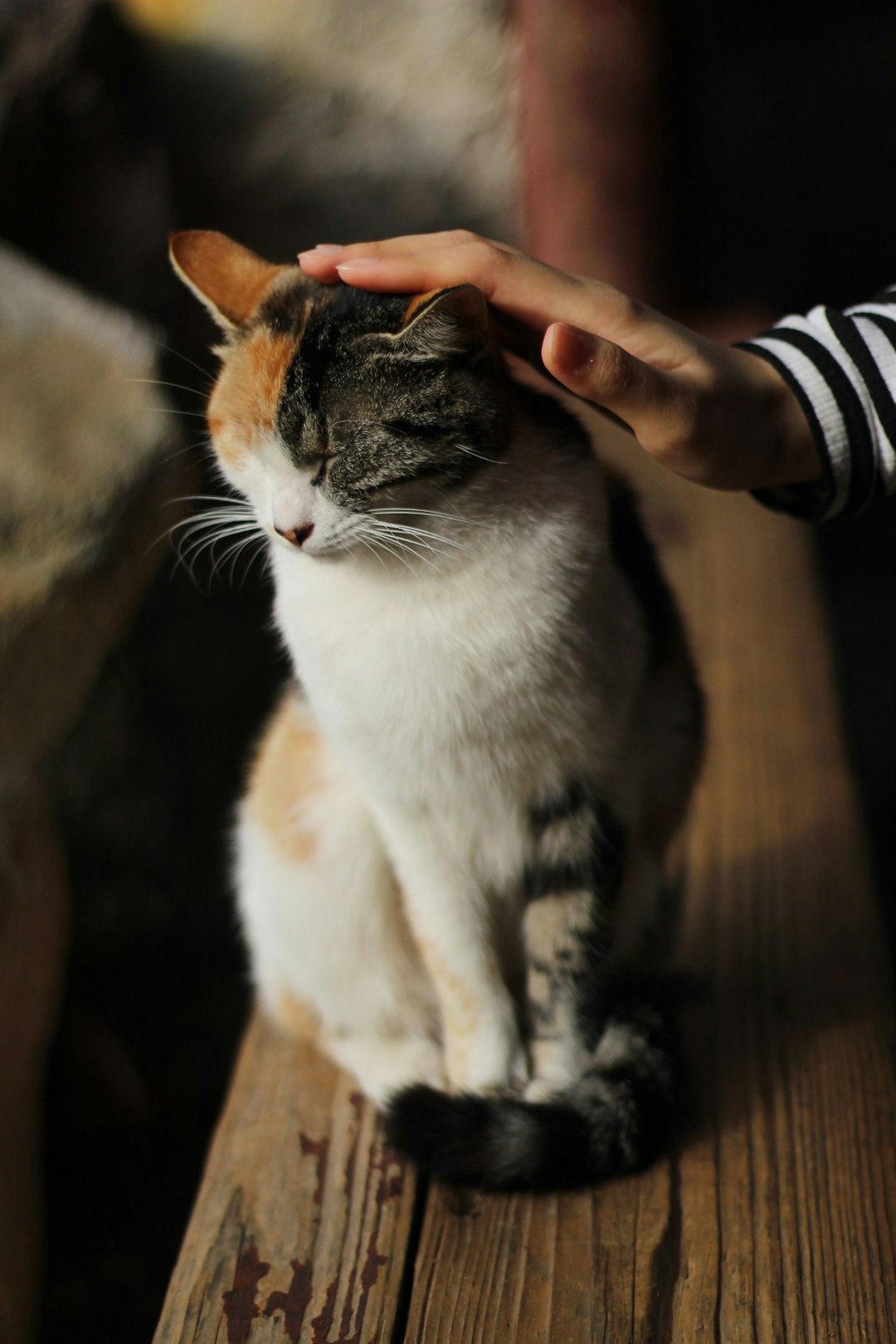 Cat Dental Treats