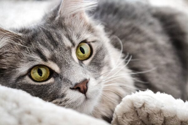 The Importance of Cat Dental Treats: Keeping Your Feline's Teeth Healthy