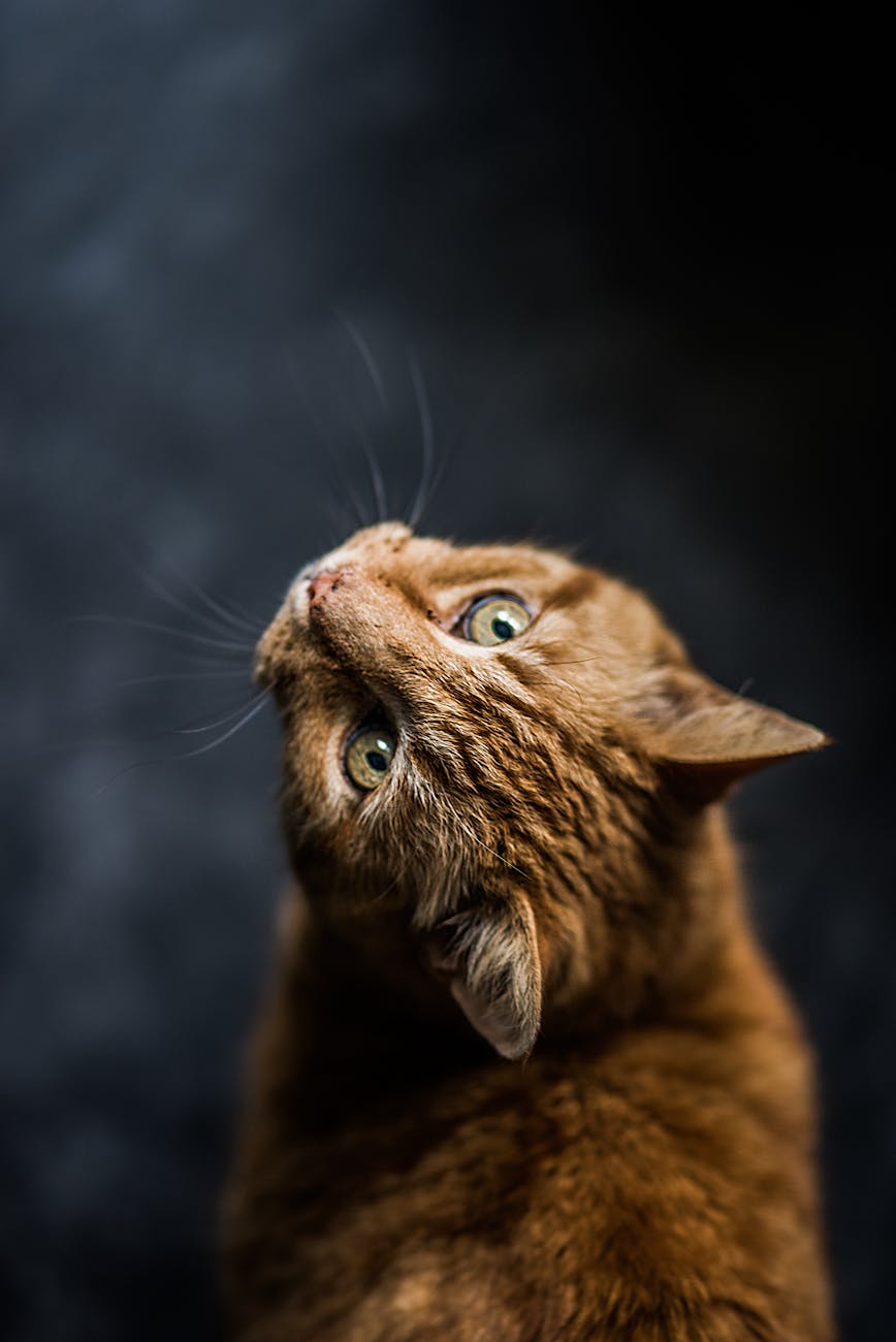 The Importance of the FeLV Vaccine for Cats: What You Should Know