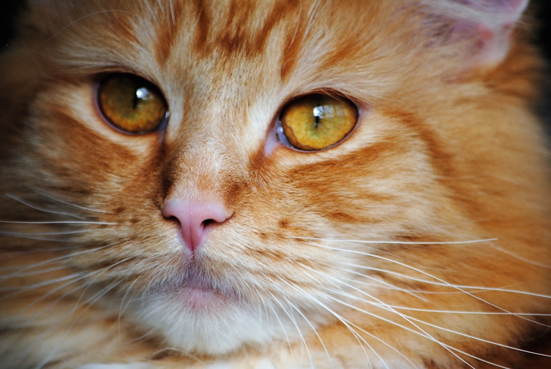 Orange Maine Coon