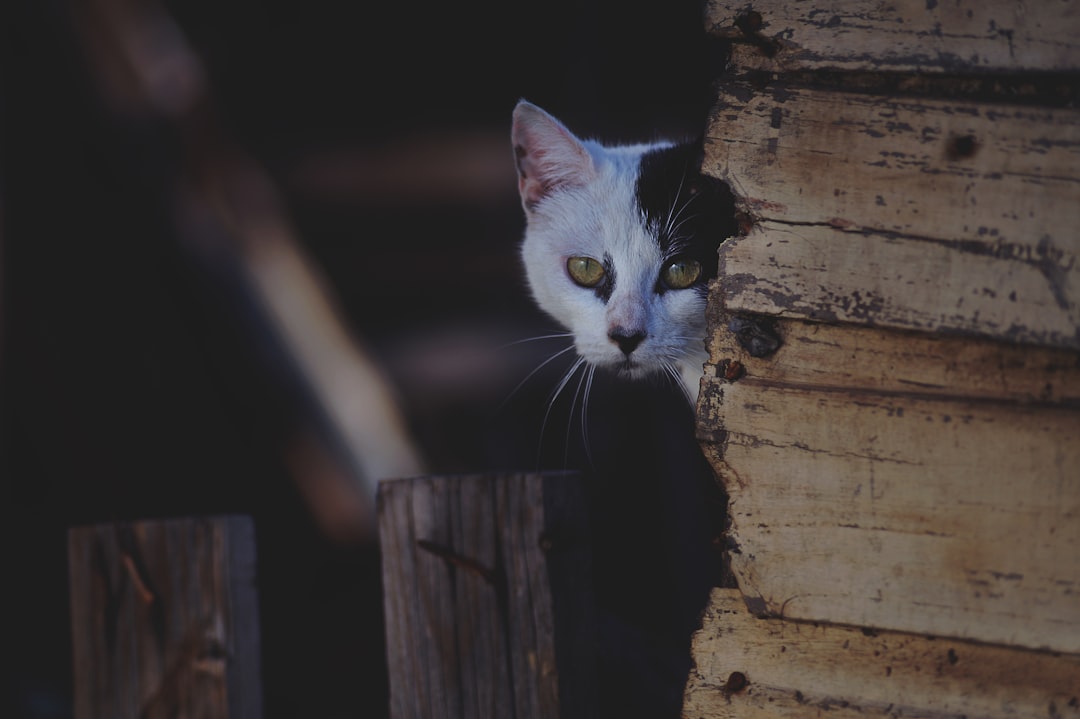 The Ultimate Guide to Cat Trees for Large Cats: Comfort and Fun