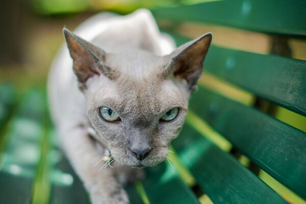 Tofu Cat Litter: A Sustainable and Safe Choice for Your Feline