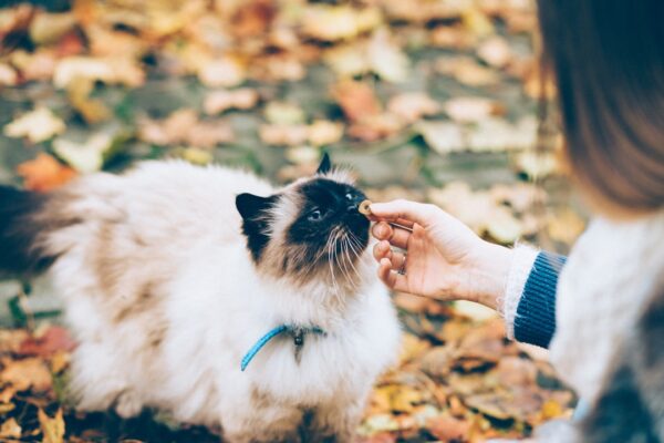 Top Orange Cat Names: Celebrate Your Ginger Kitty