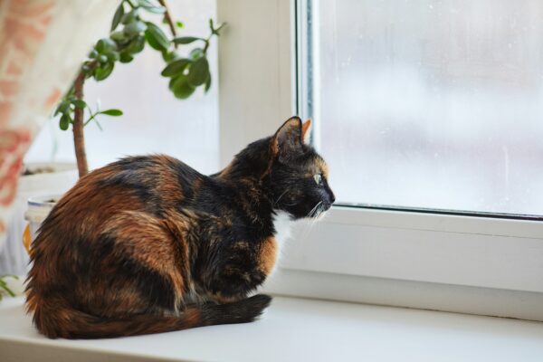 tortoiseshell cat