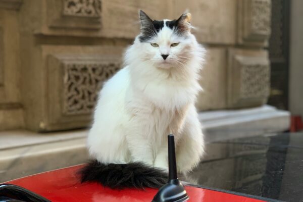 turkish angora cat