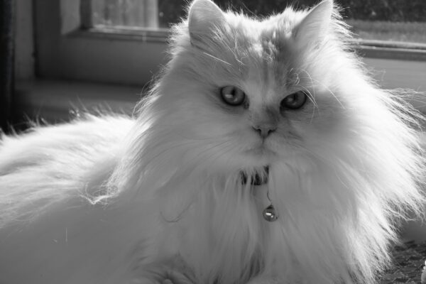 turkish angora cat