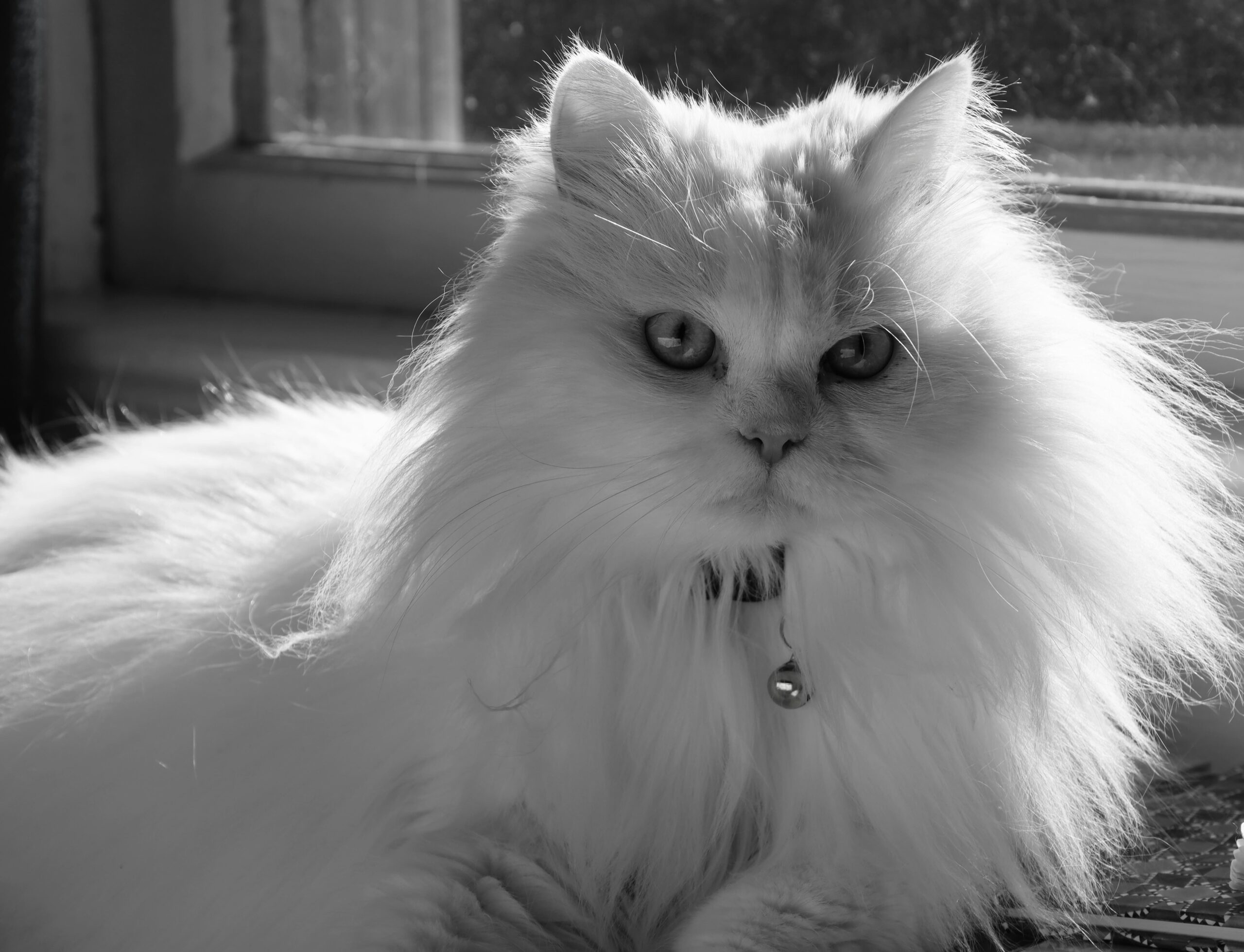 turkish angora cat