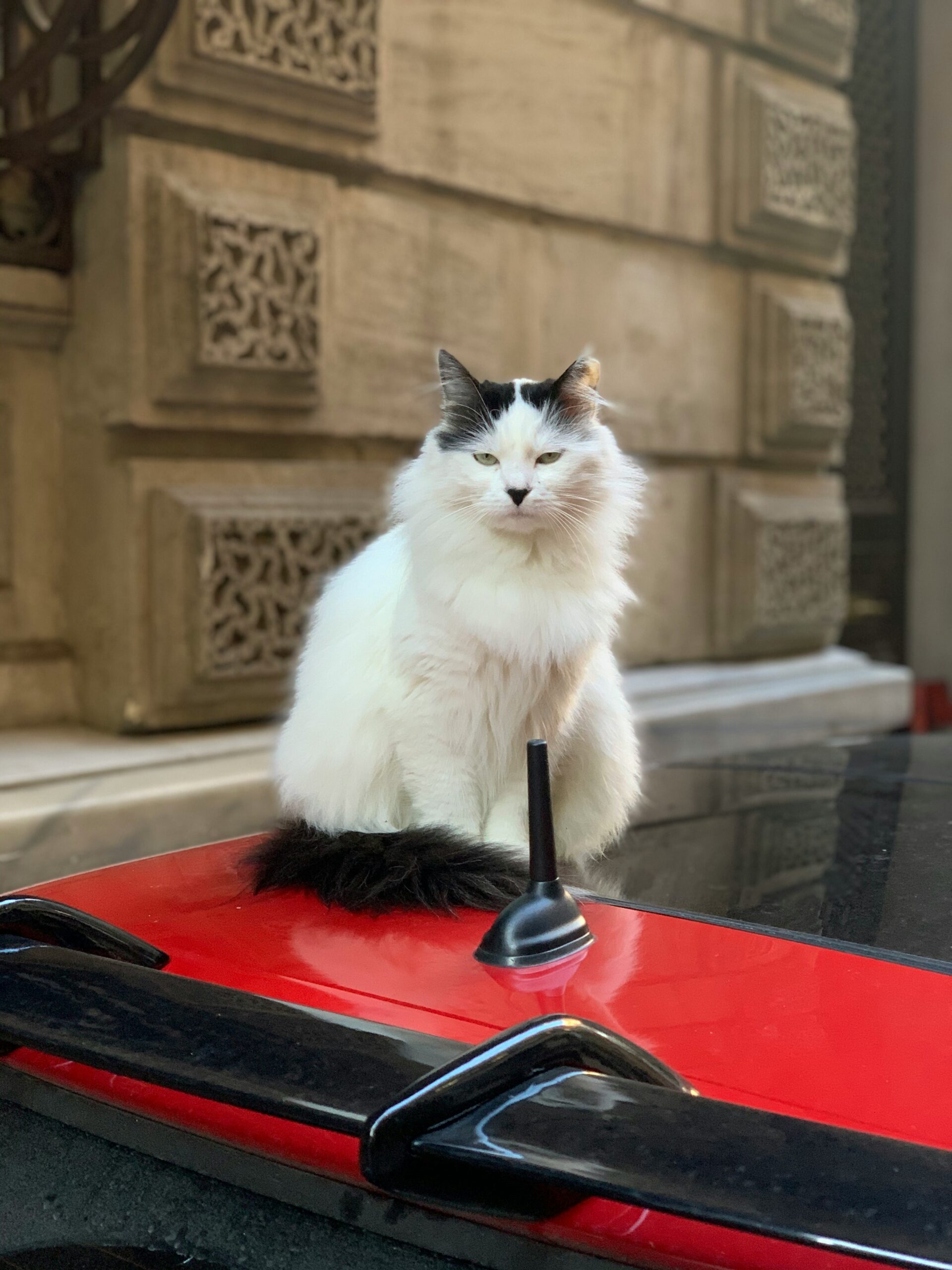 turkish angora cat