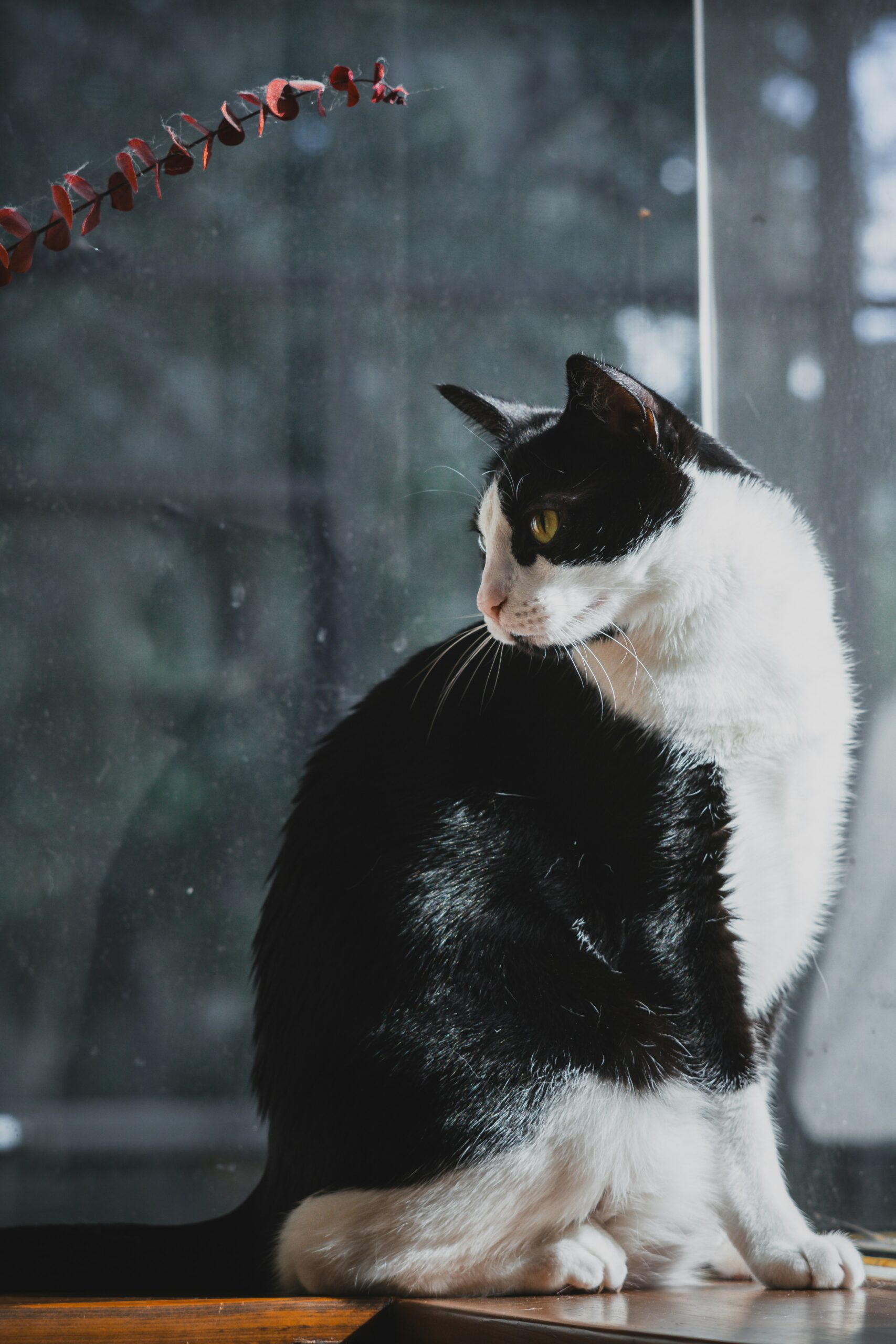 tuxedo cat personality