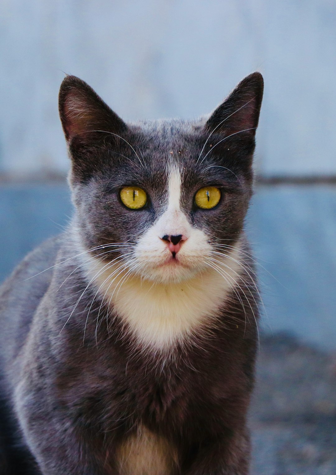 uncanny cat golf