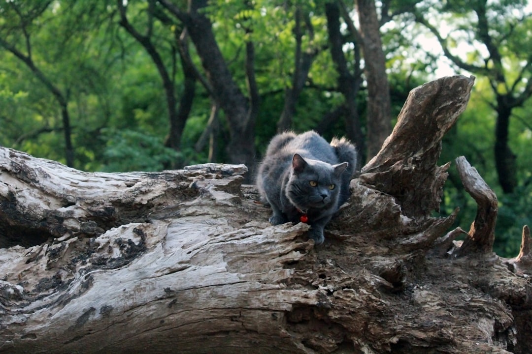 cat boarding