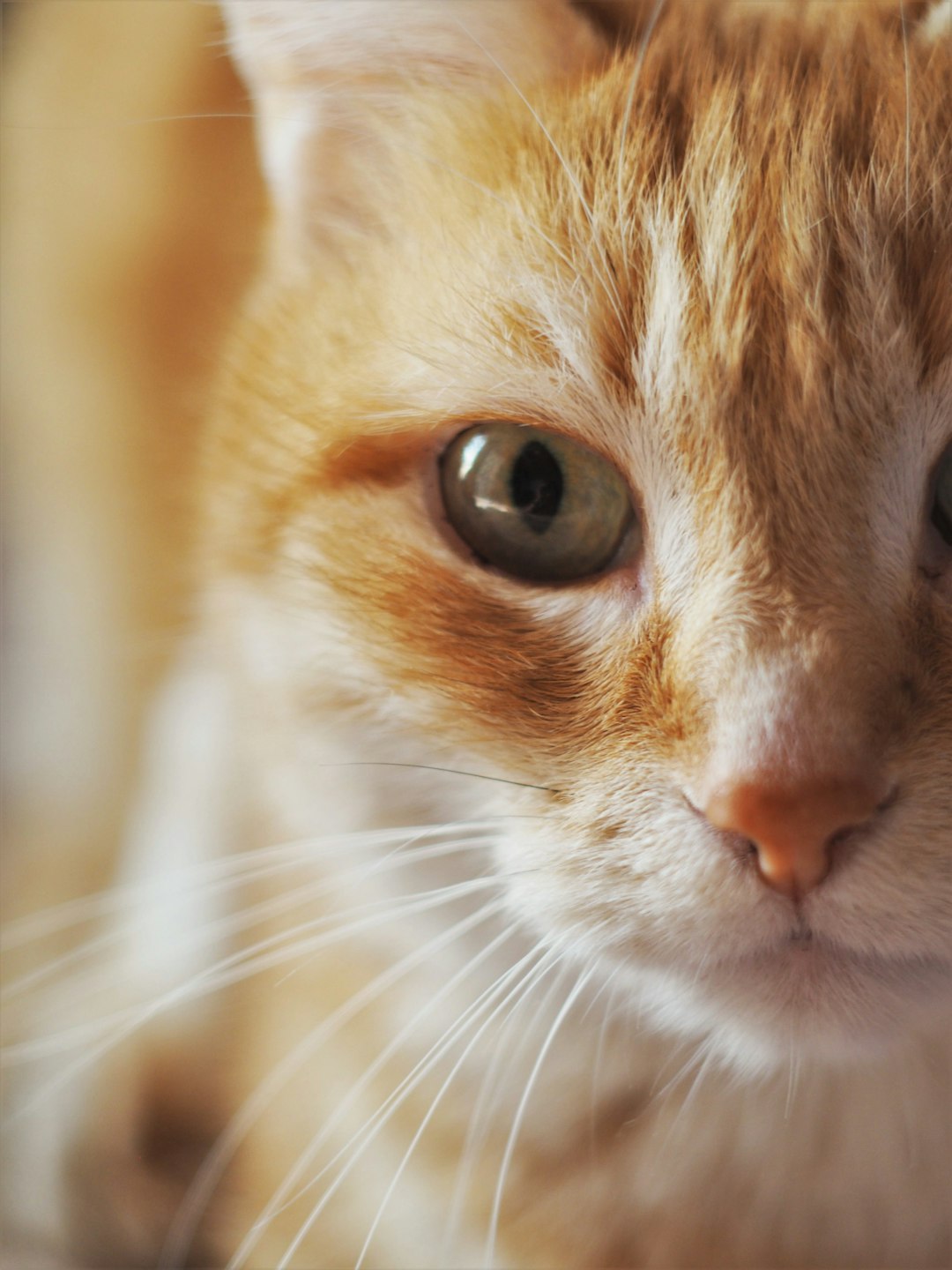 Understanding Cat Boarding: What to Look for in a Cat Care Facility