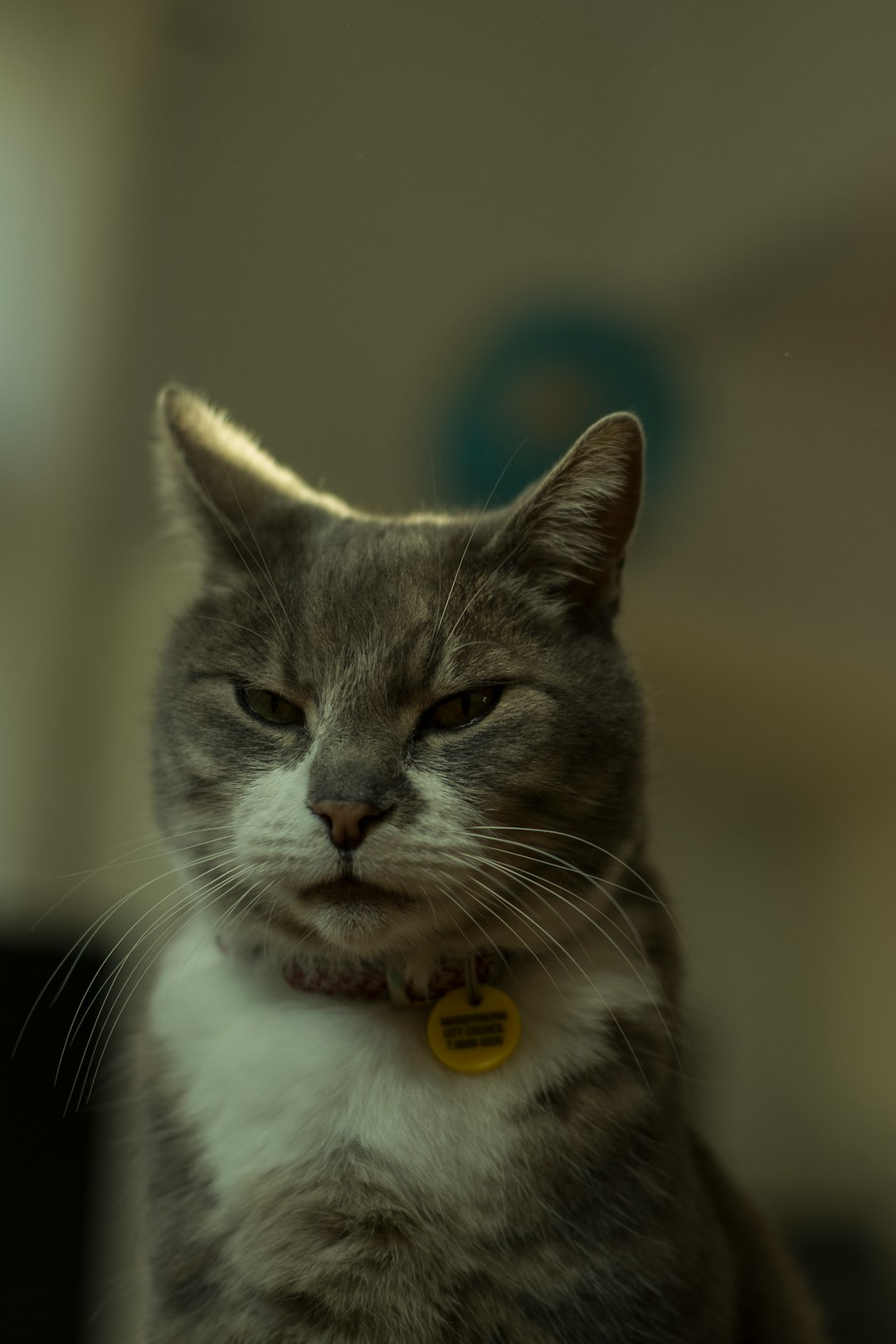 dilute calico cat