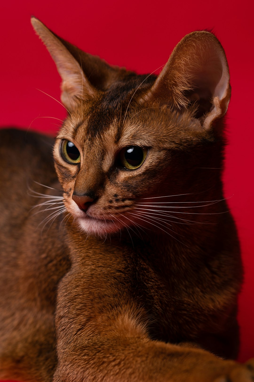 dilute calico cat