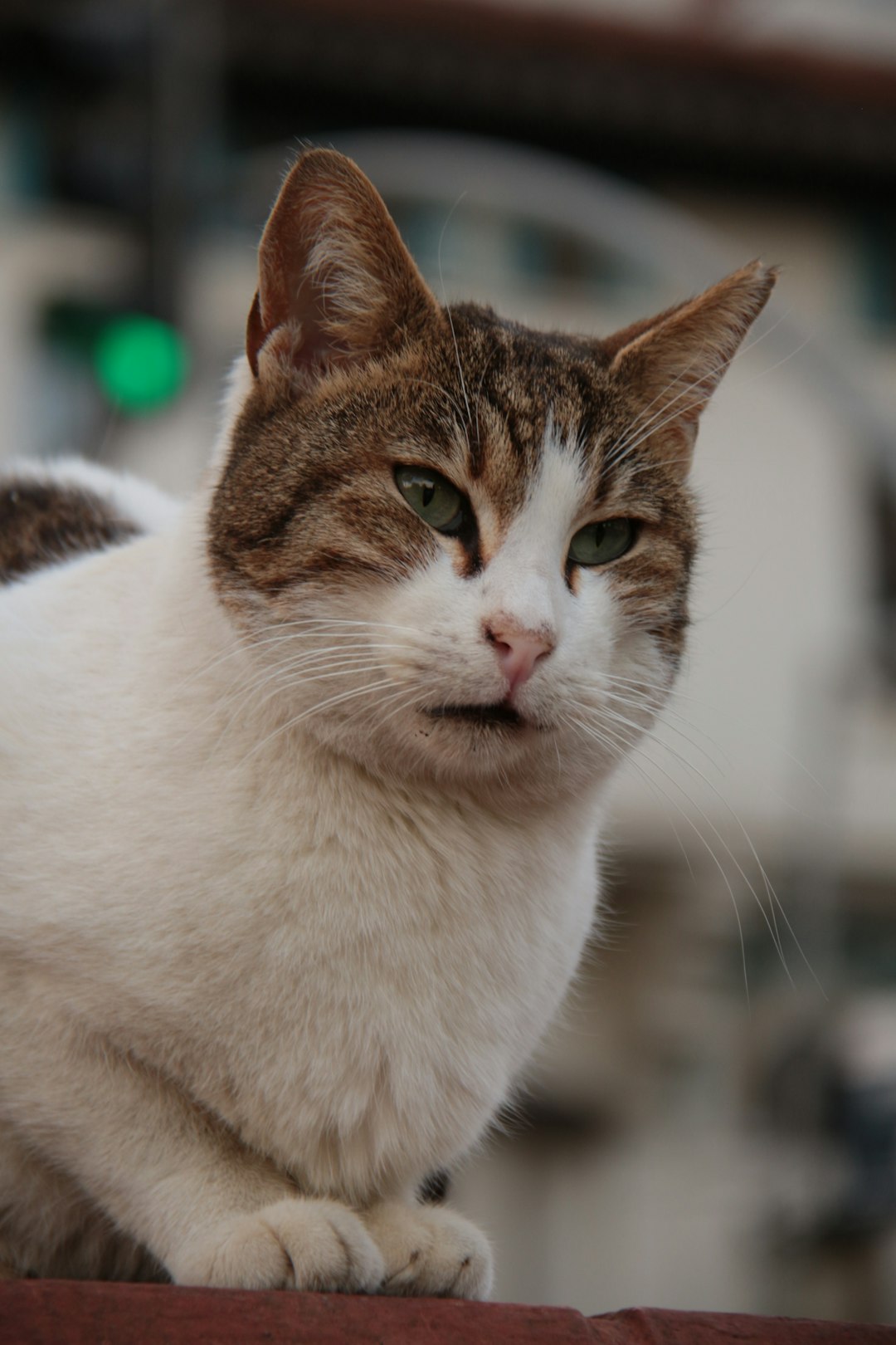 dilute calico cat