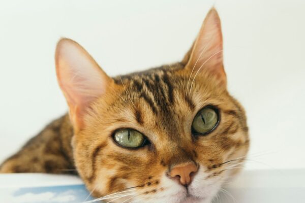 Understanding the Brown Tabby: Patterns and Personality Traits