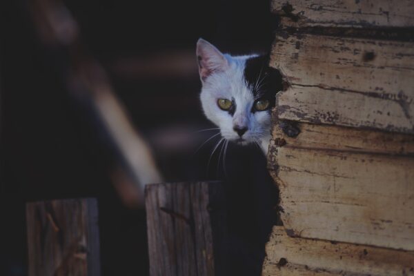 Understanding the F1 Savannah Cat: A Unique Feline Experience