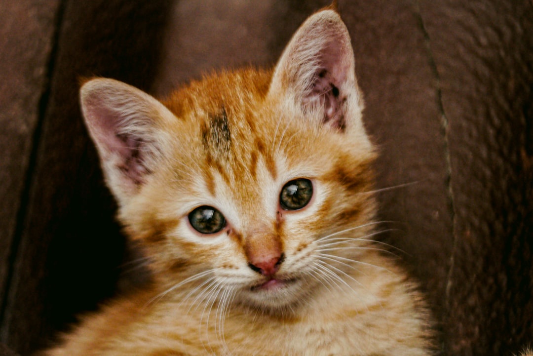 Grey tabby cat