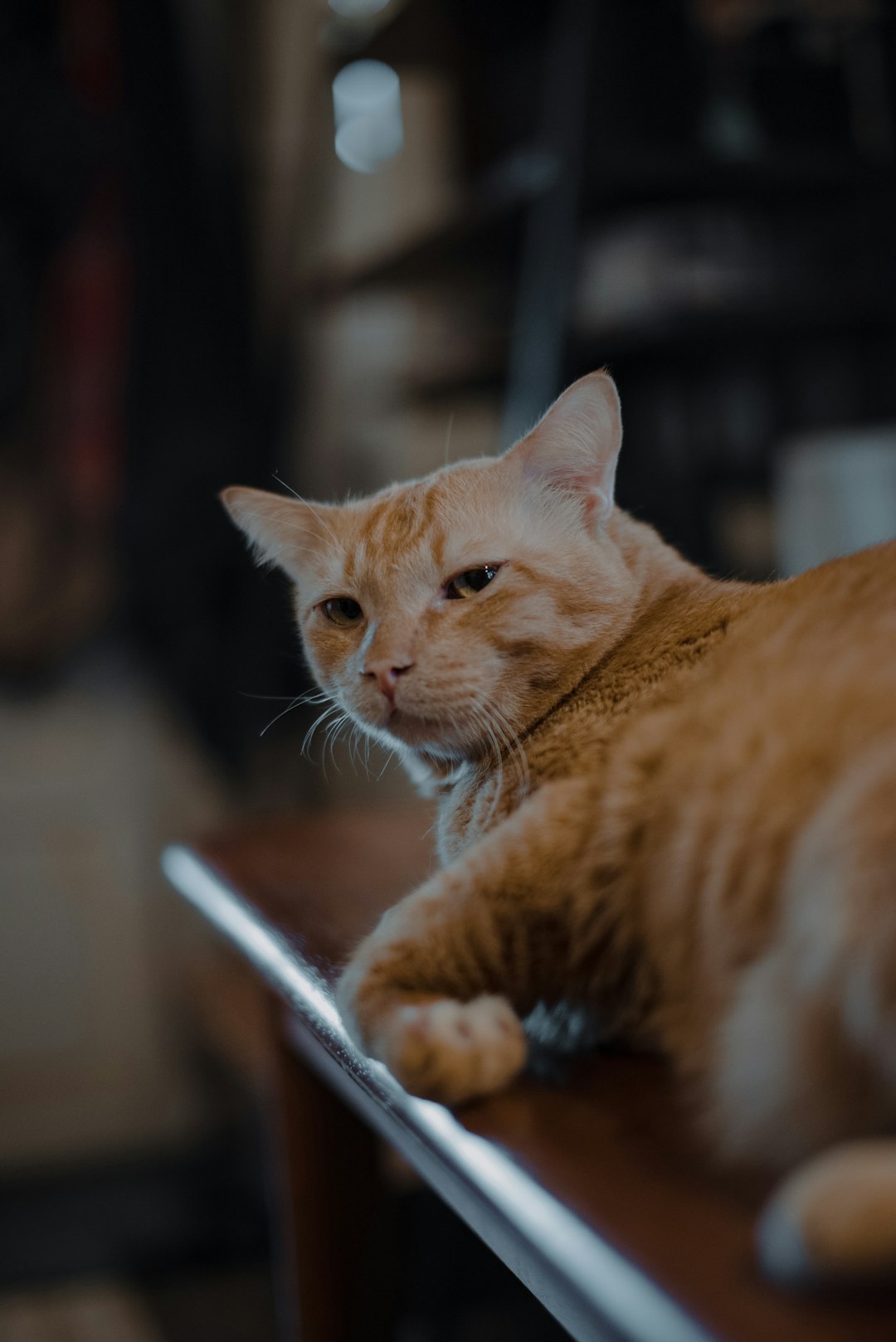 shaved cat