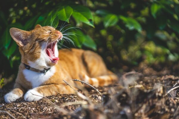 Understanding the Shaved Cat: Common Reasons for Grooming