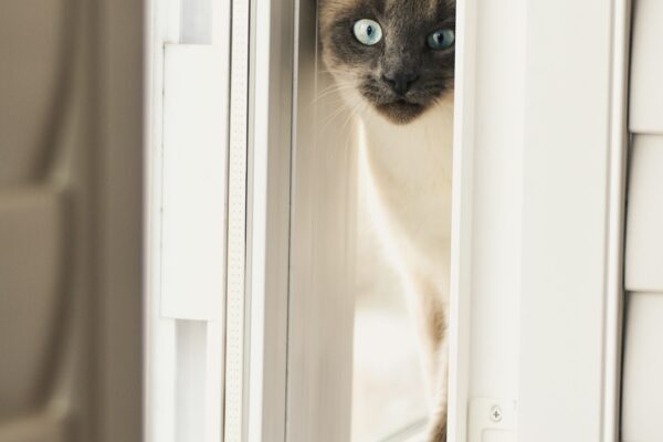 Understanding Why Your Cat Might Be Peeing Everywhere: Solutions and Insights