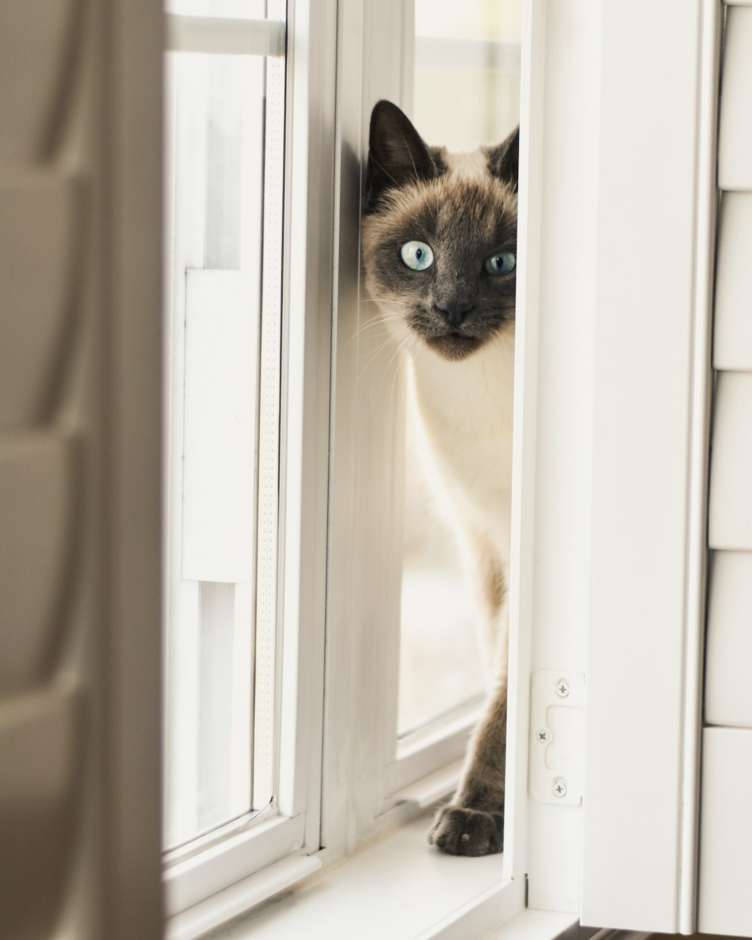 Understanding Why Your Cat Might Be Peeing Everywhere: Solutions and Insights