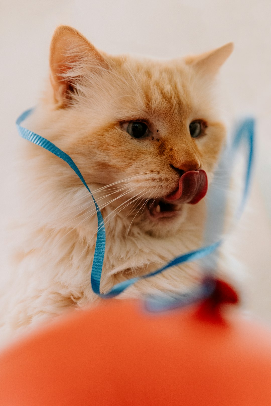 watermelon cat