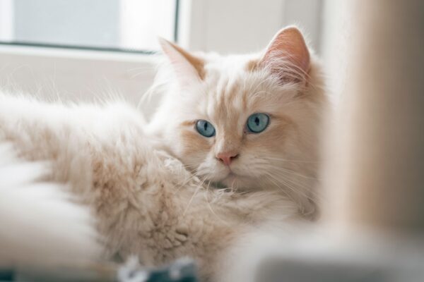 Watermelon Cat: Fun Name Ideas Inspired by This Refreshing Fruit