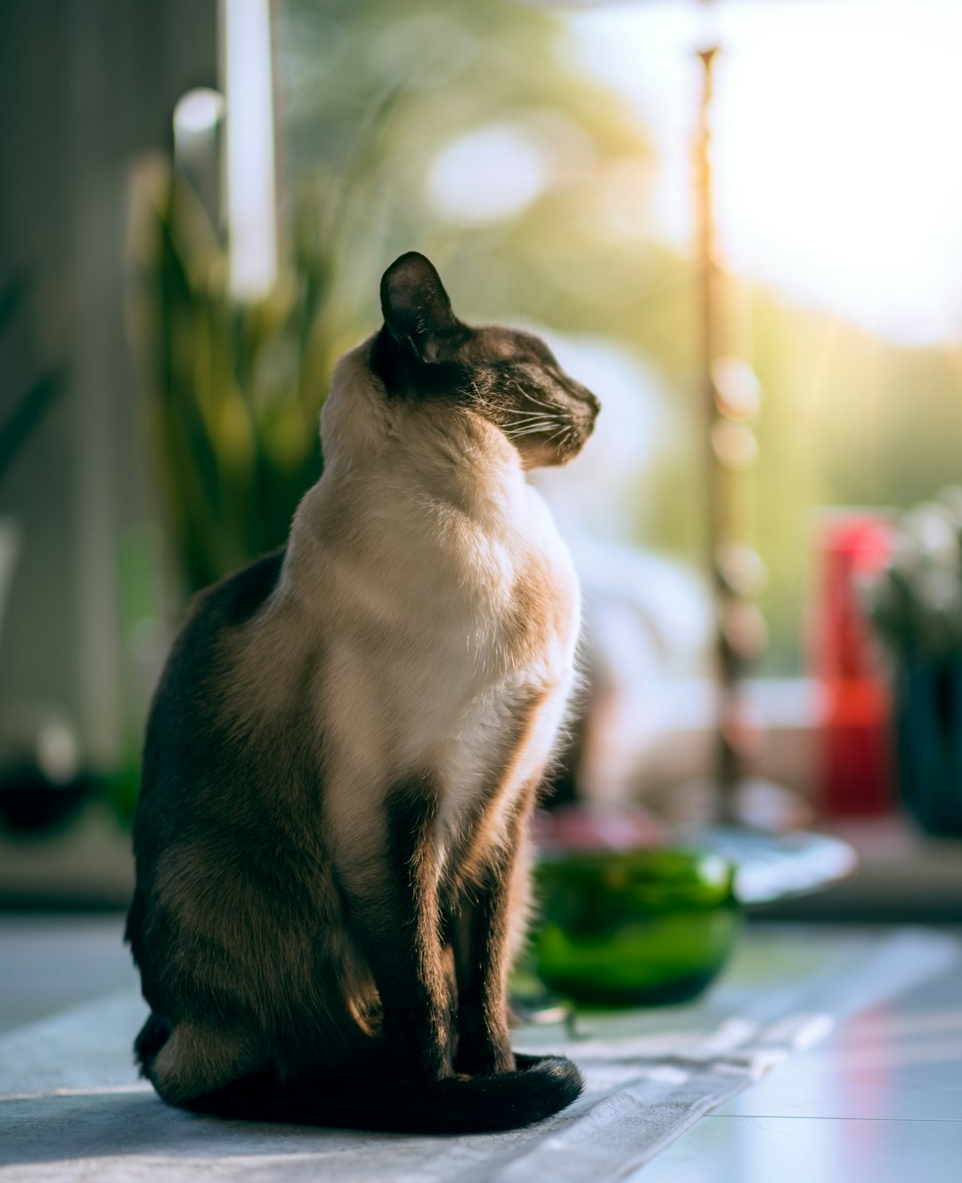 wet cat food for kittens