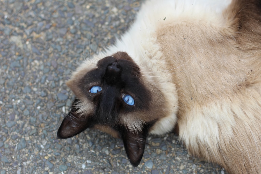 wet cat food for kittens