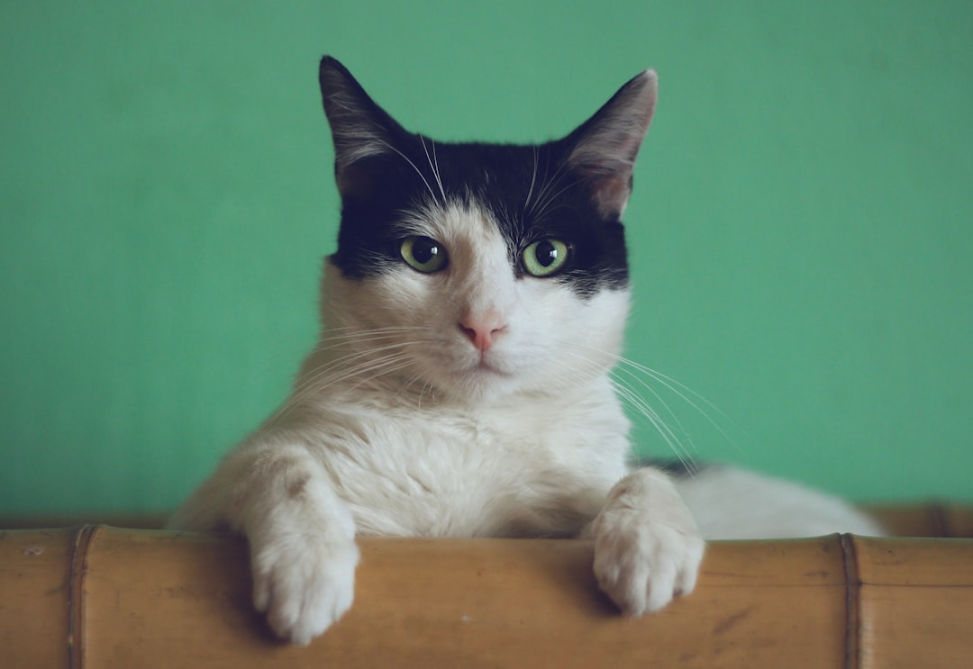 cat stung by bee