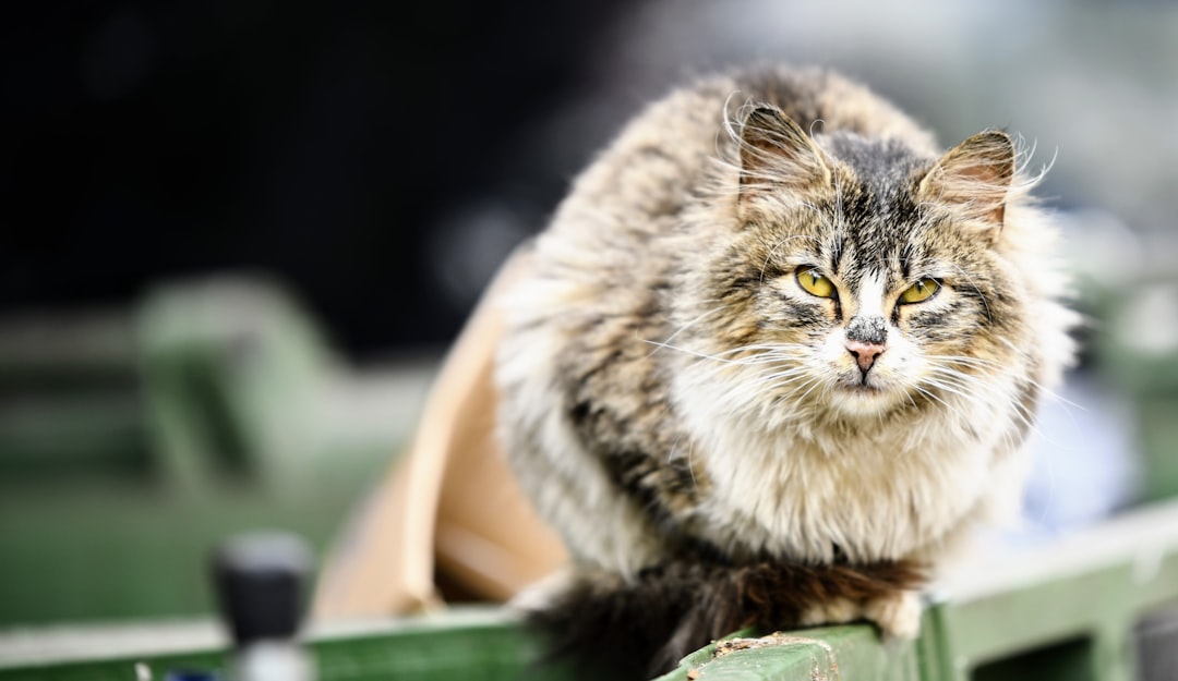 cat pooping outside litter box