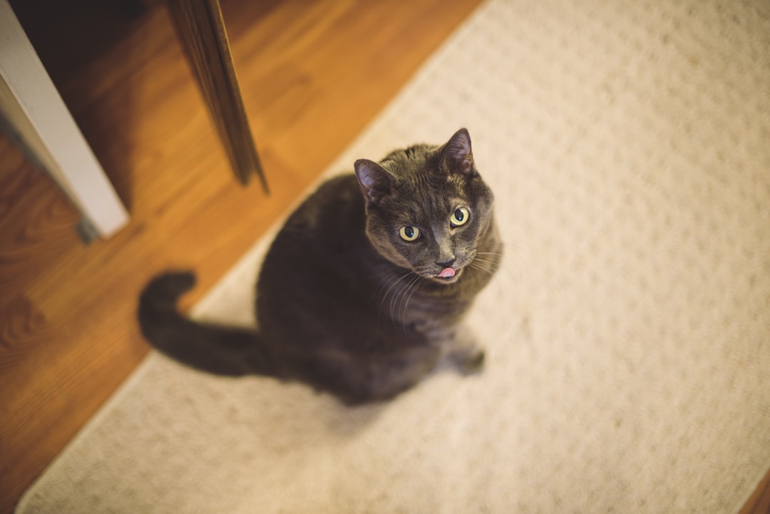 cat pooping outside litter box