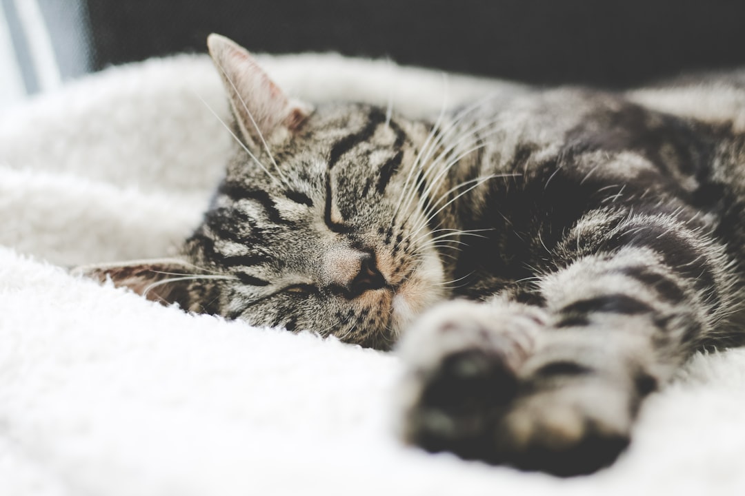 What You Need to Know About Rodent Ulcer in Cats