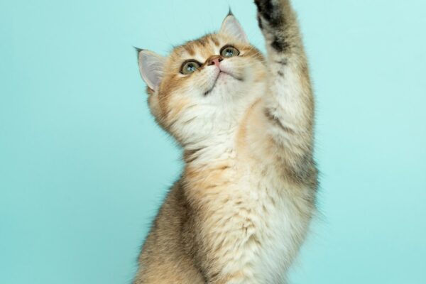 When Do Kittens Open Their Eyes? What to Expect During Kitten Development