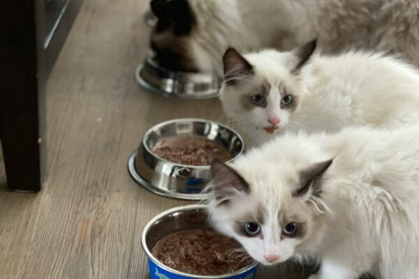 Why Tofu Cat Litter is the Sustainable Choice for EcoFriendly Cat Owners