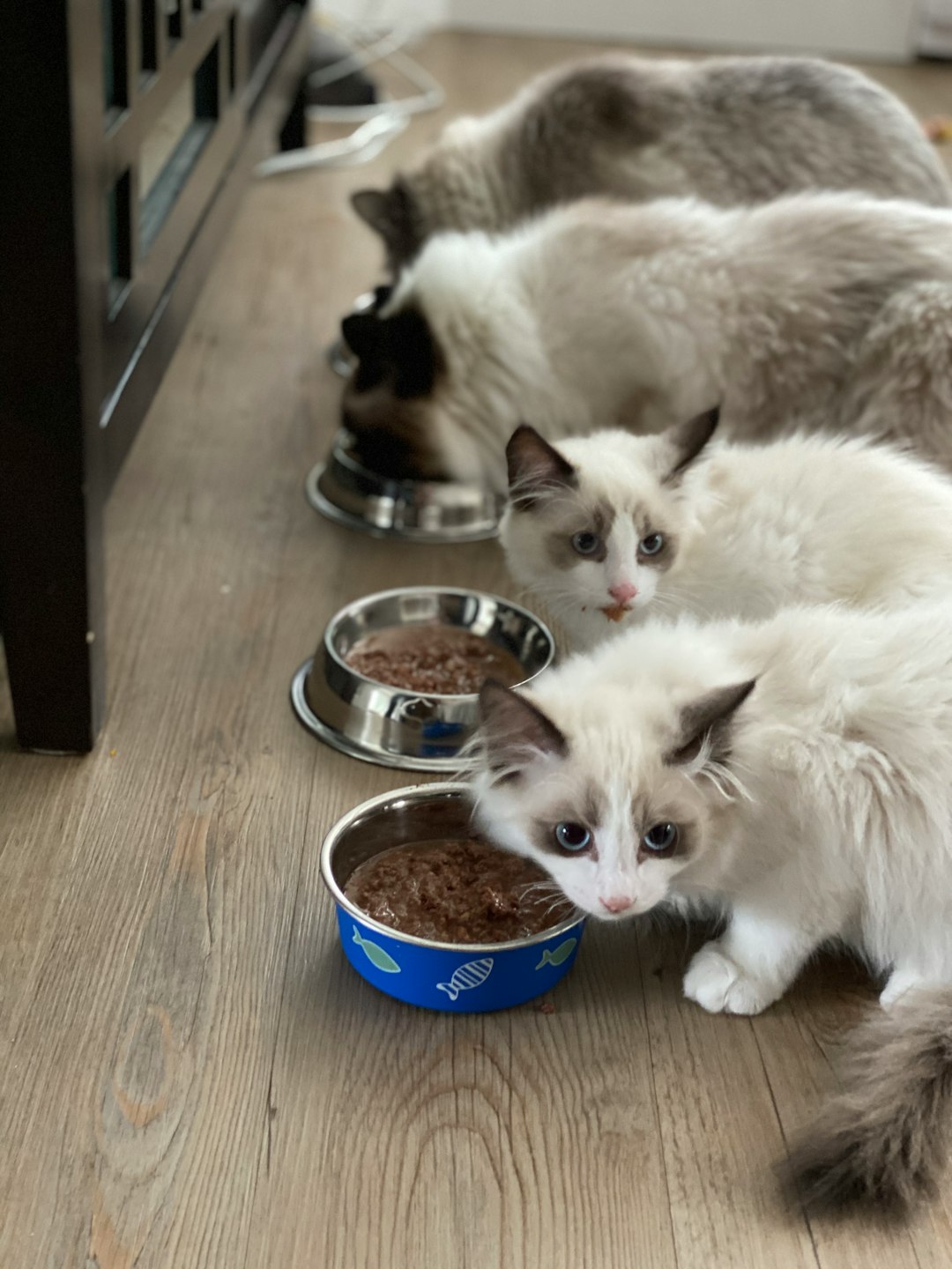 Why Tofu Cat Litter is the Sustainable Choice for EcoFriendly Cat Owners