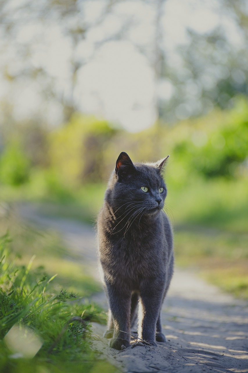 Yoko Cat