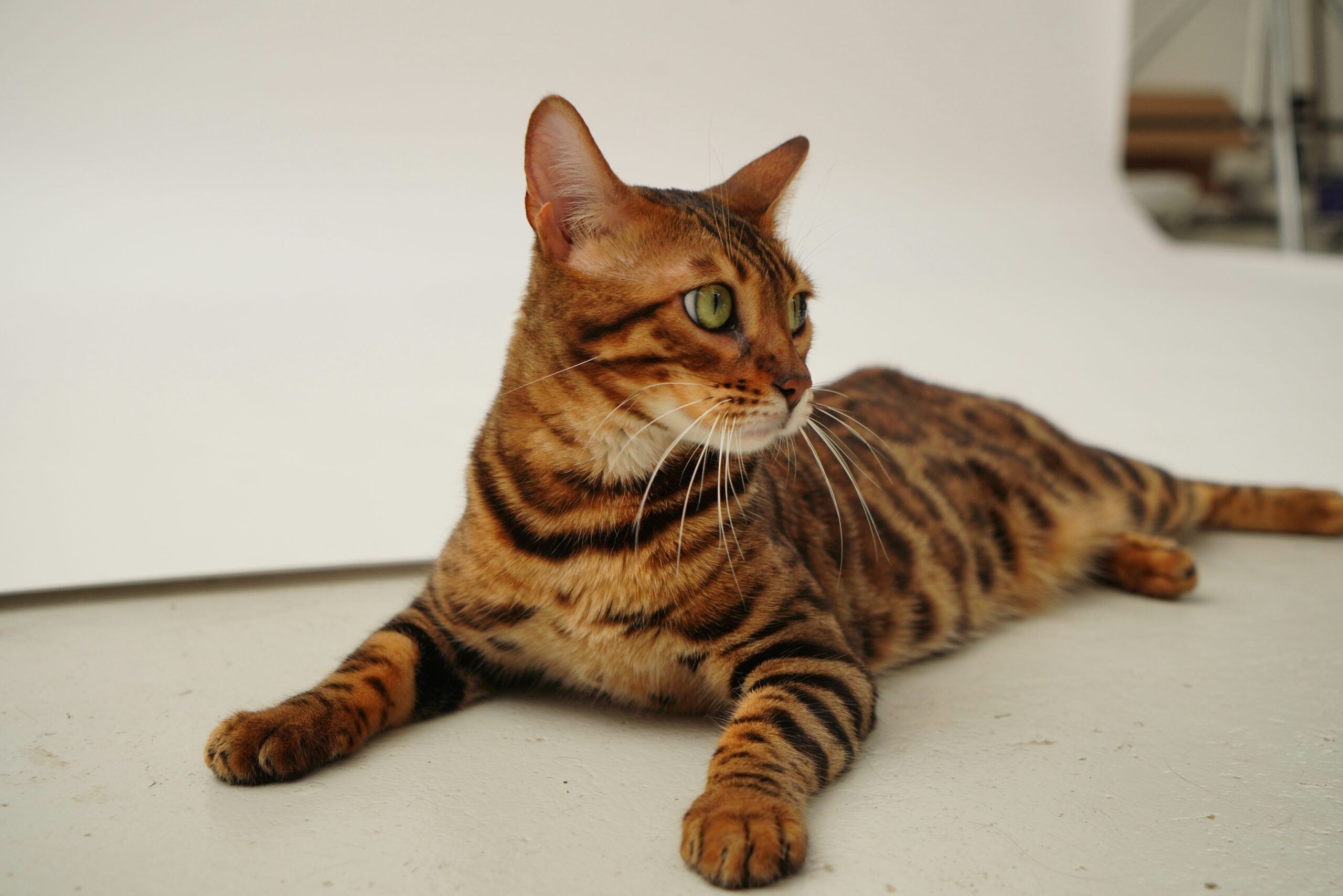 Bengal