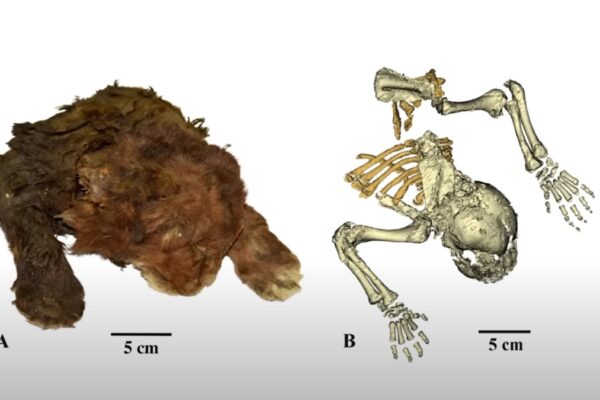 Discovery of a Baby Saber Toothed Cat Mummy Found in Siberia Astonished the Scientific Community